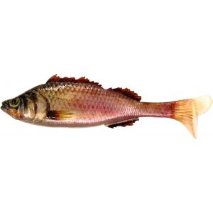 Baitfish